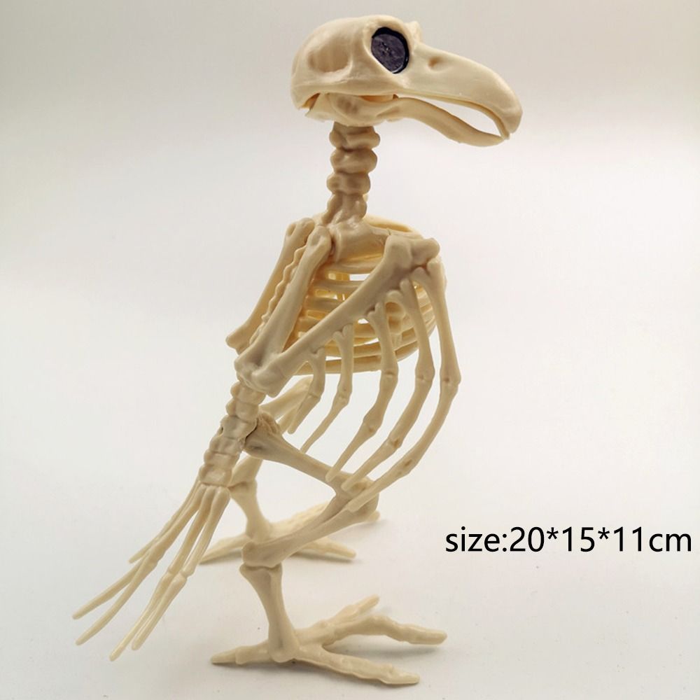 Crazy Bone Skeleton Raven Plastic Animal Skeleton Bones